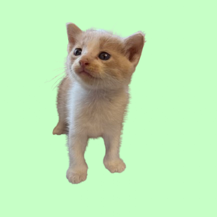 Tusc Stray 81358 2 3 4