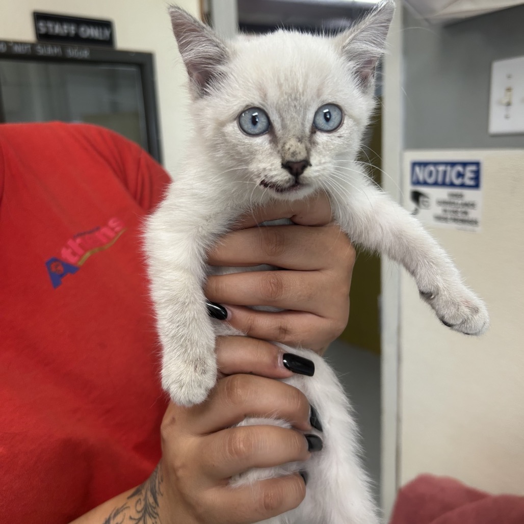 marie is available for adoption at Athens Animal Services