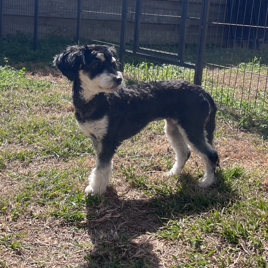 Camo Rescue Flurrie is available for adoption at CAMO Rescue