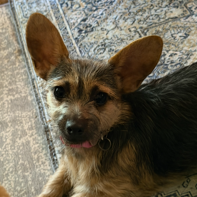 Sausage, photo 1 of 1