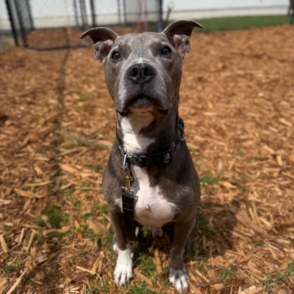 MR. DARCY - Mixed Breed (Large) available for adoption
