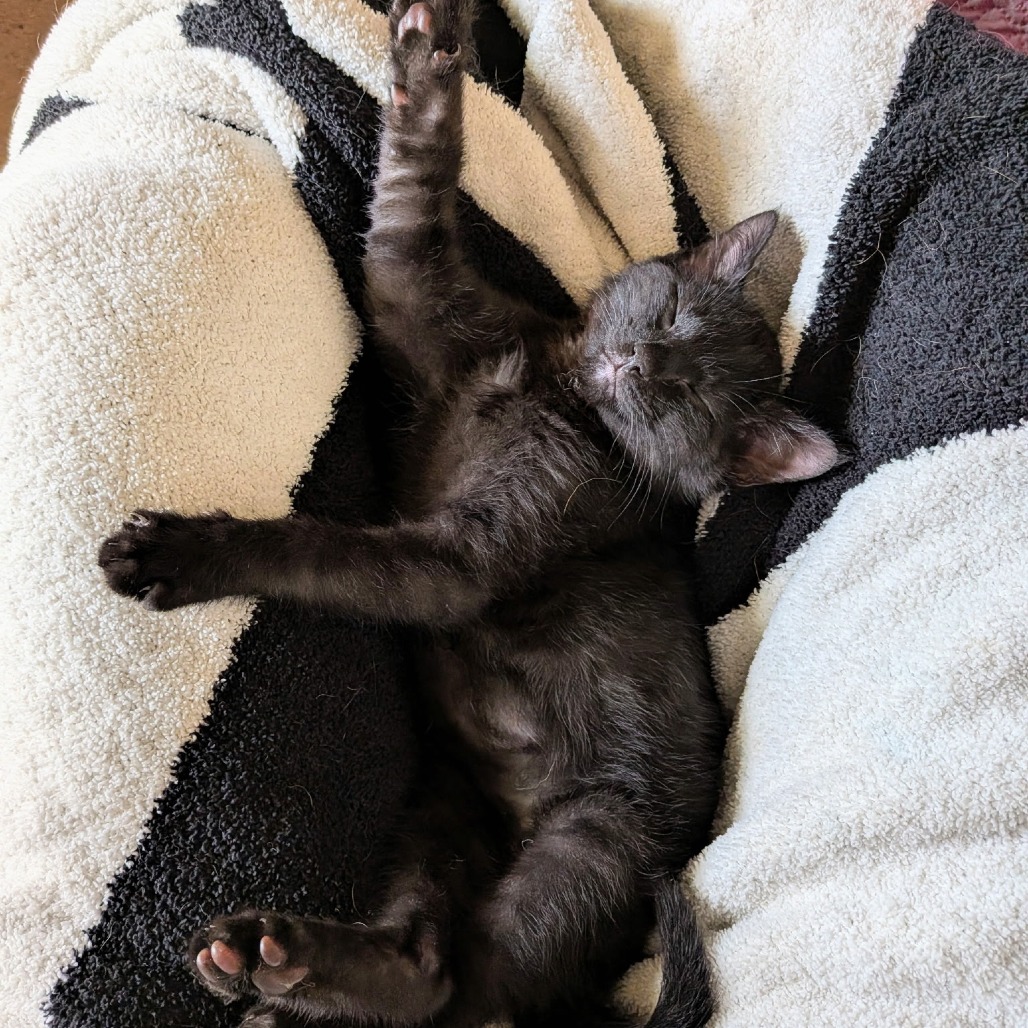 Pixel, photo 7