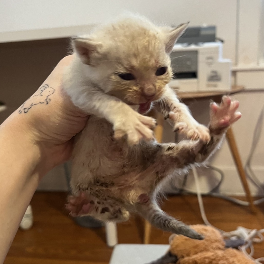DAPHNIS - Domestic Shorthair available for adoption