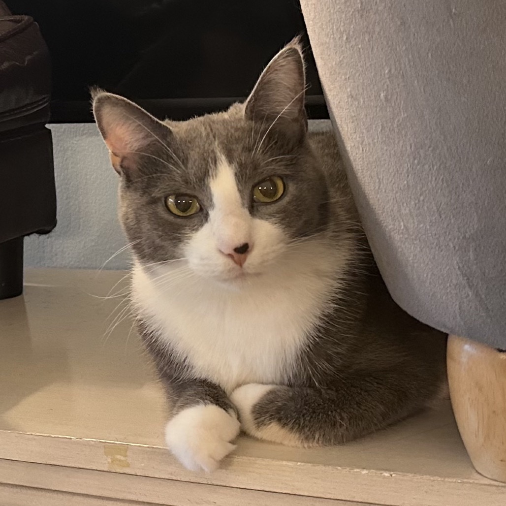 Domino, photo 5