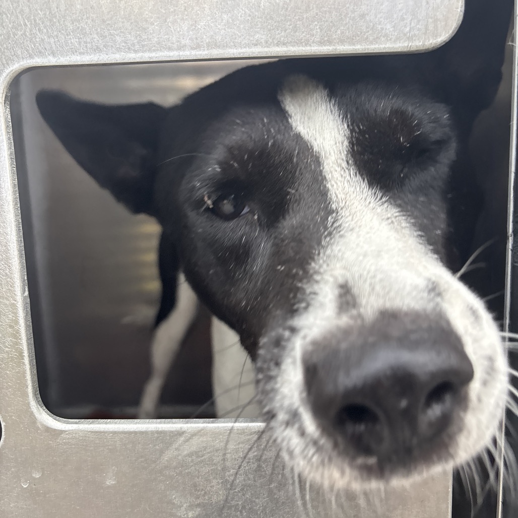 BLOOMFIELD - Basenji / Terrier available for adoption