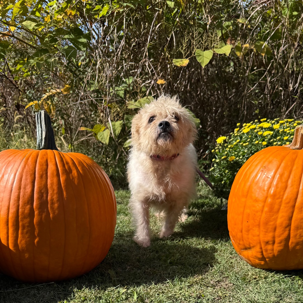 Scrappy — thumbnail 5