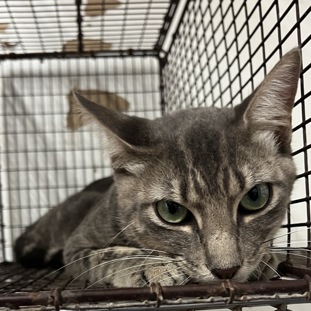 LARRY - Domestic Shorthair available for adoption