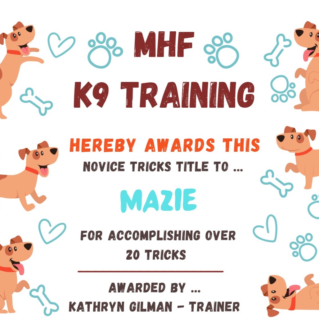 MAZIE - Mixed Breed (Medium) available for adoption