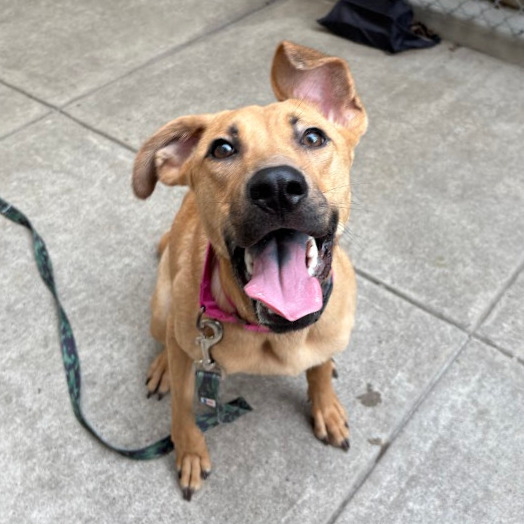 Photo of Artemisia 15