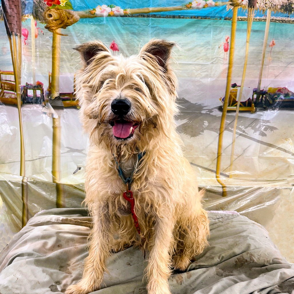 Scrappy, additional photo