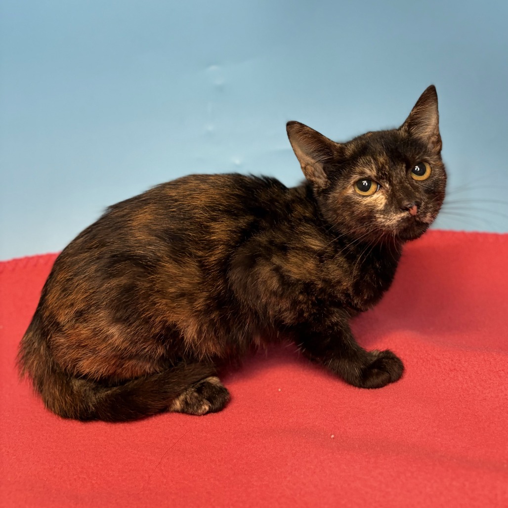 PIXIE - Domestic Shorthair available for adoption