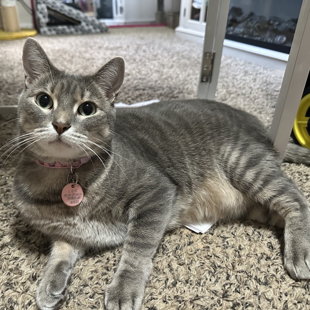 Francie