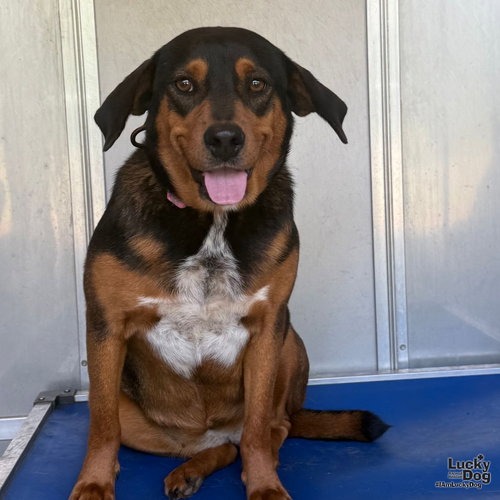 MAYA - Shepherd / Beagle available for adoption