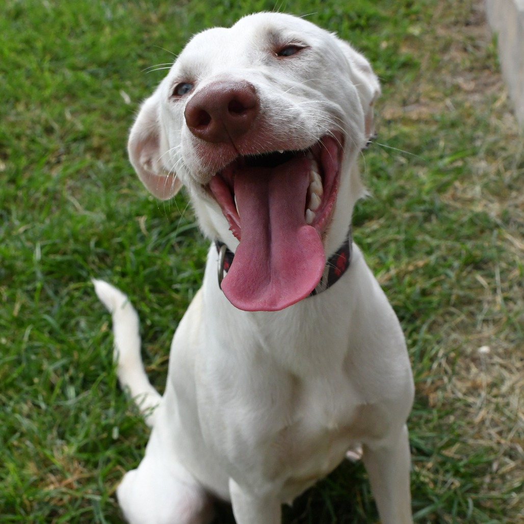 CHICA - Whippet / Carolina Dog available for adoption