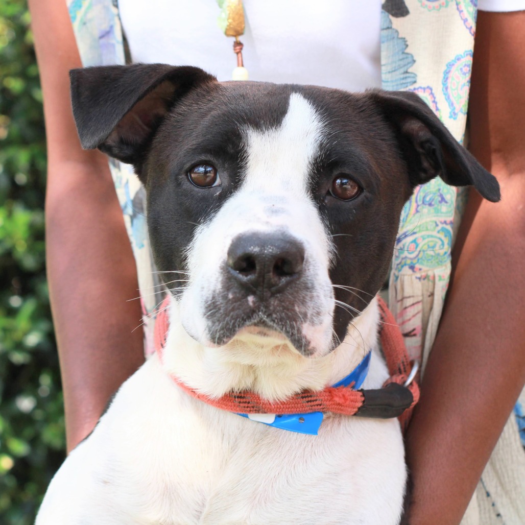 JAMES - Terrier, American Staffordshire / Collie for adoption in Hattiesburg