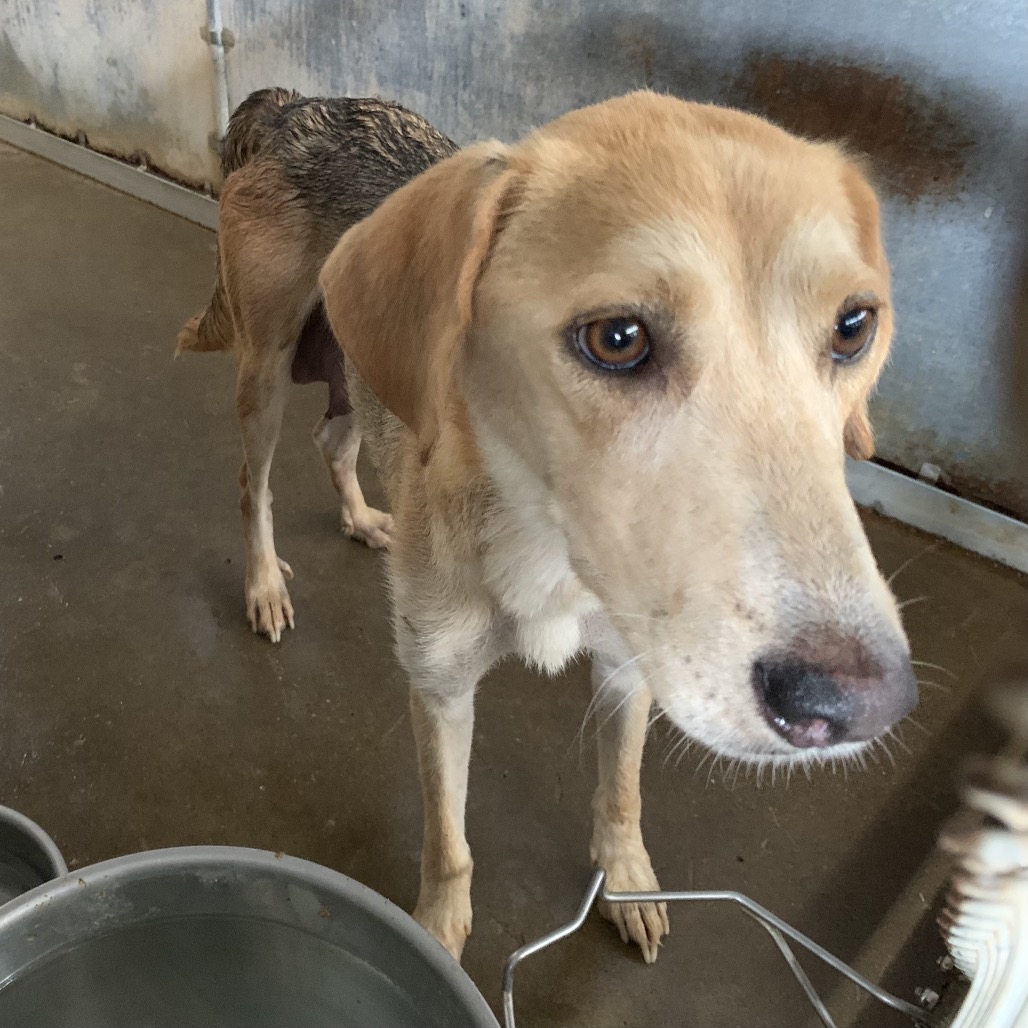 TSUNADE - Shepherd available for adoption