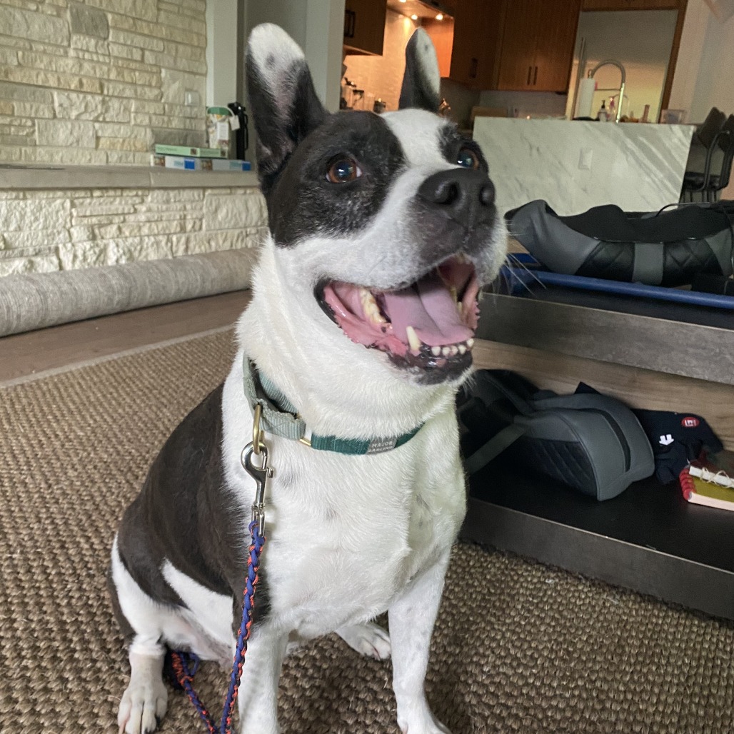 Bluebelle, additional photo