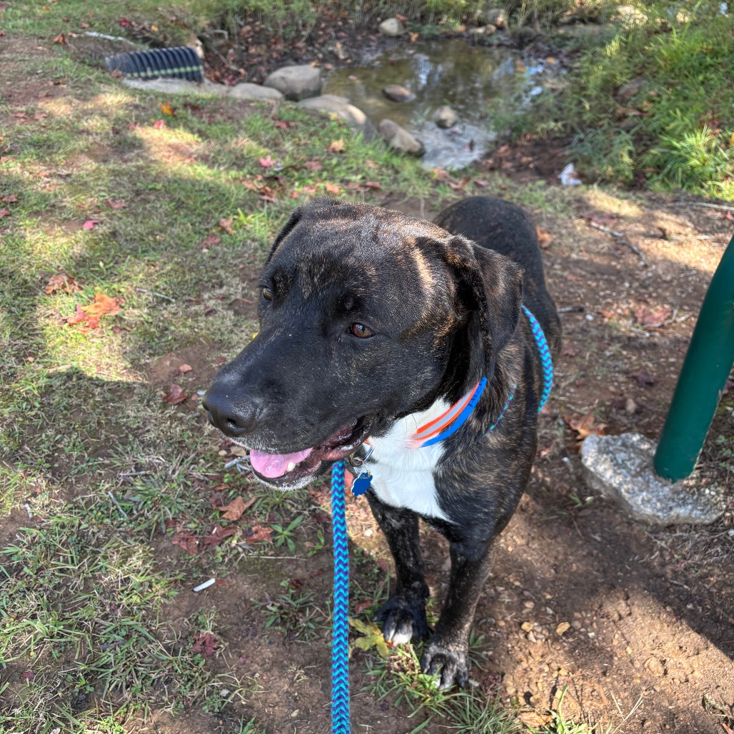 Pachi — thumbnail 10