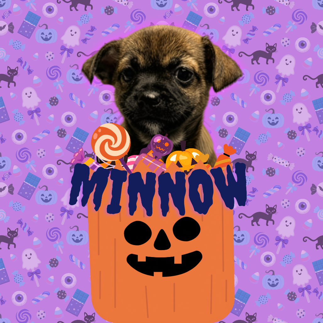 Minnow