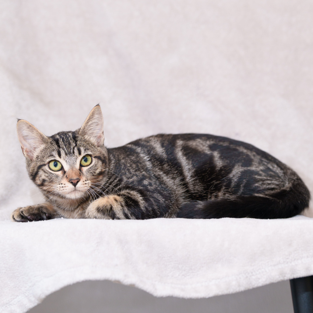 EDDIE - Domestic Shorthair for adoption in Sunnyvale