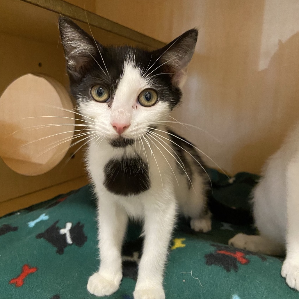 BABY DOLL - Domestic Shorthair available for adoption