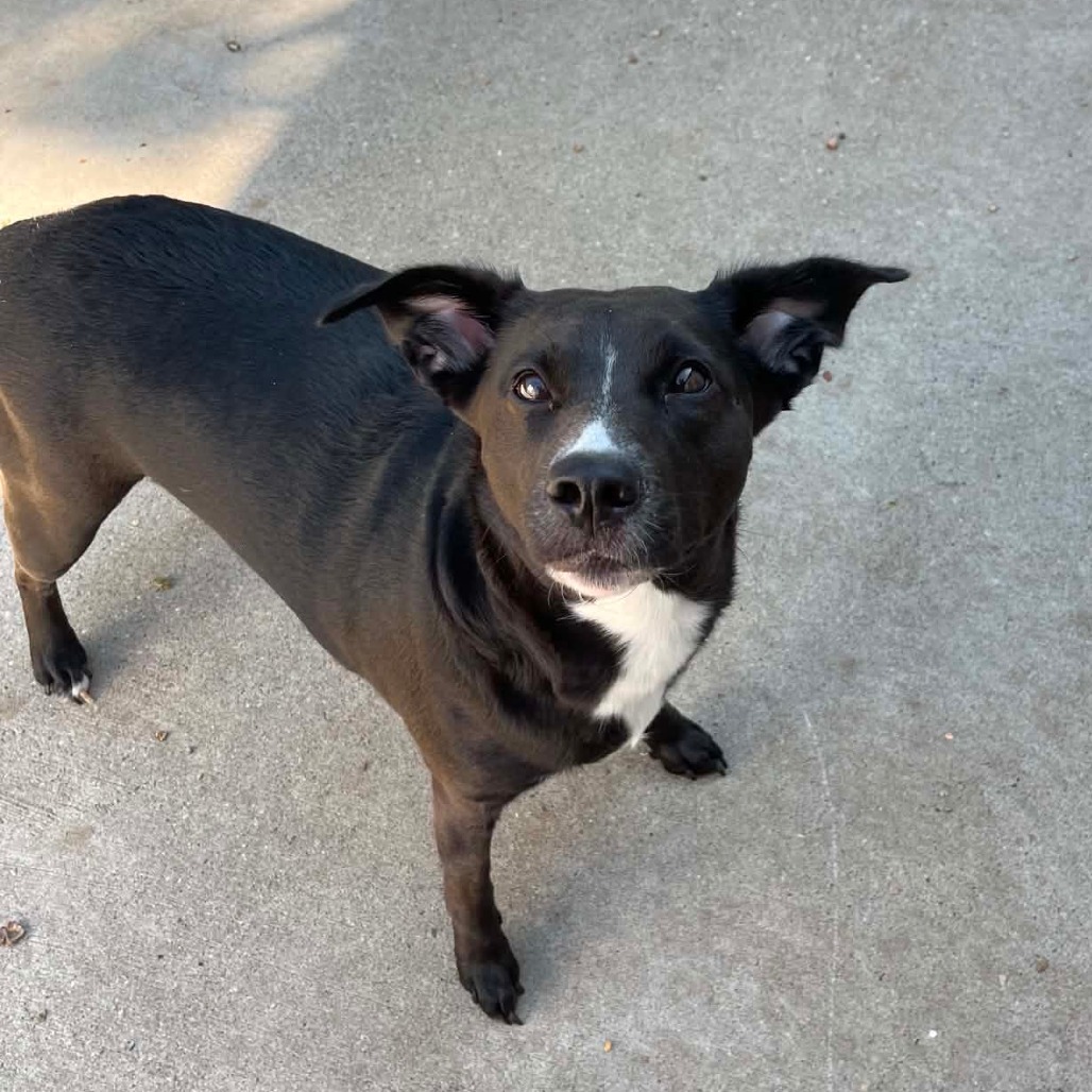 Jetta, a Retriever, Labrador / Collie, Border