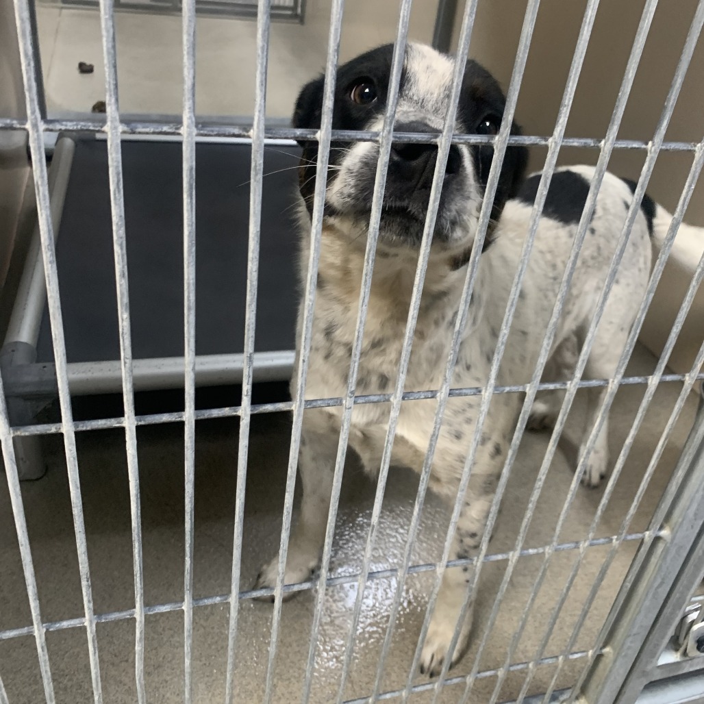 Kennel#34 Freckles's preview photo