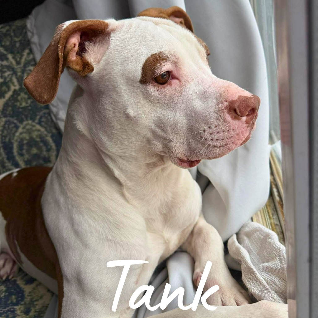 Tank
