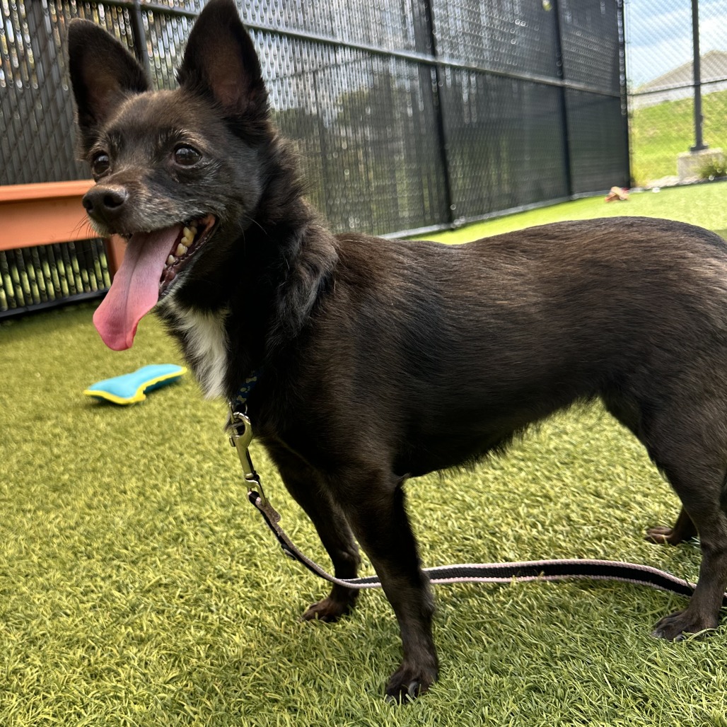 GIRLY GIRL - Chihuahua, Short Coat / Mixed Breed (Small) available for adoption