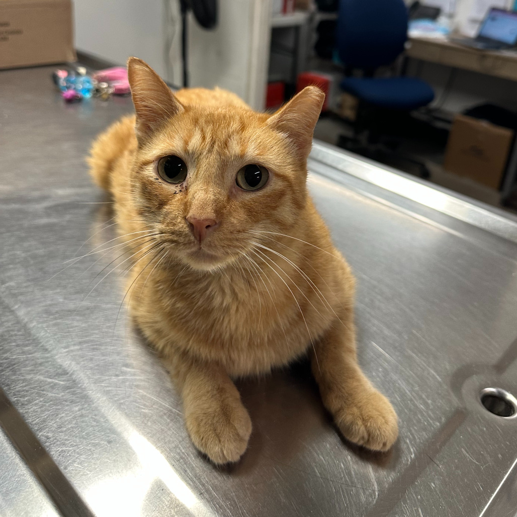 Parmesan, available for adoption at PVAS