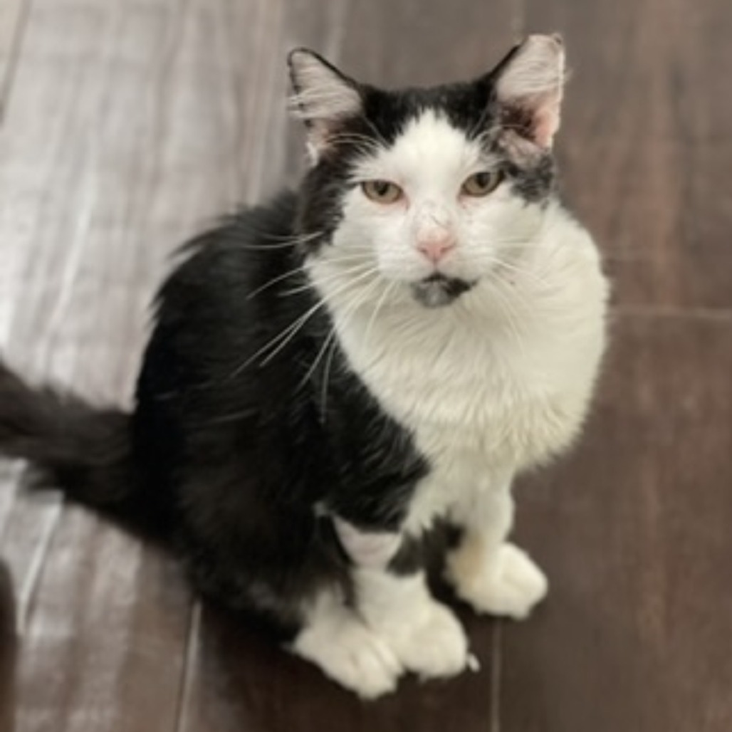 Gizmo