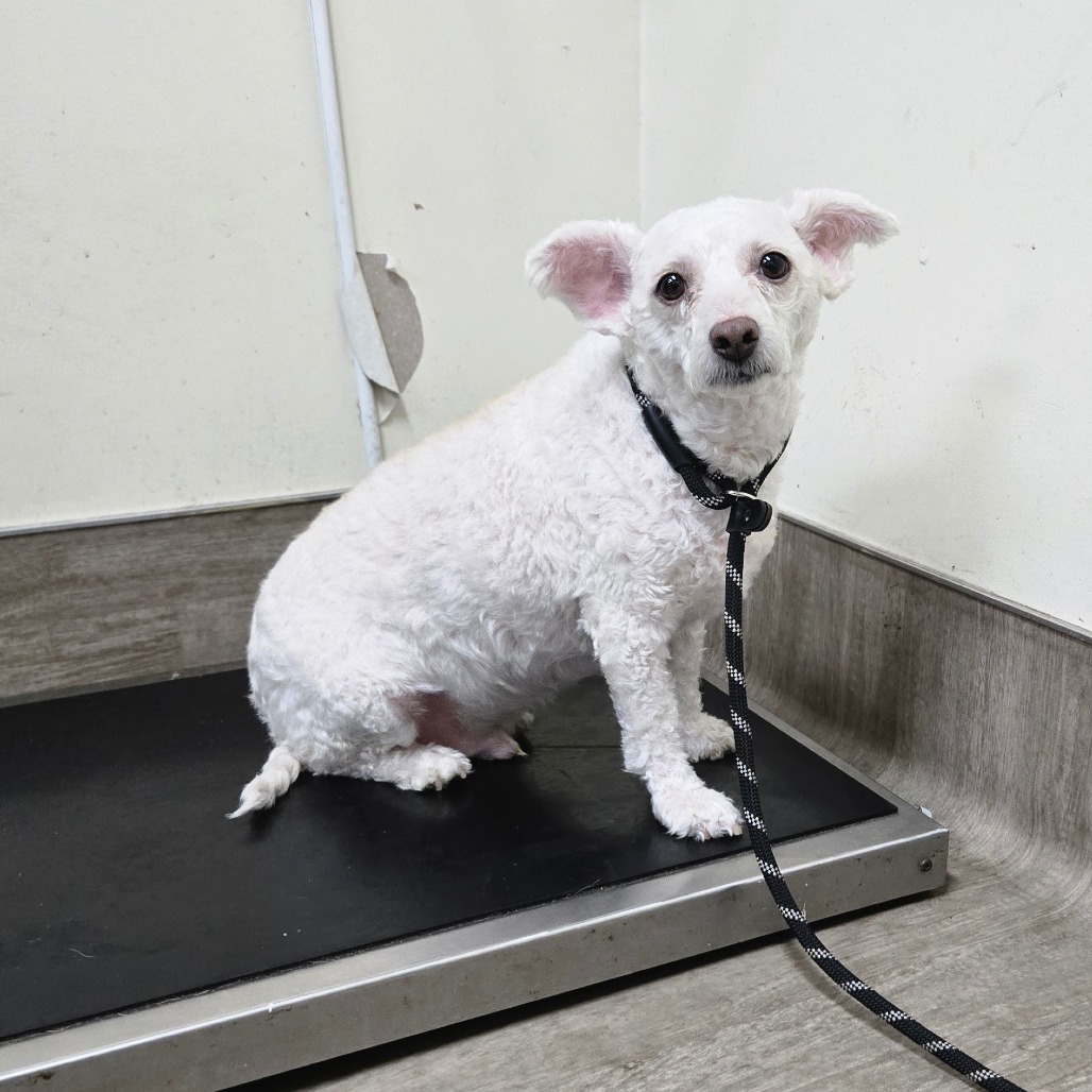 Poodle