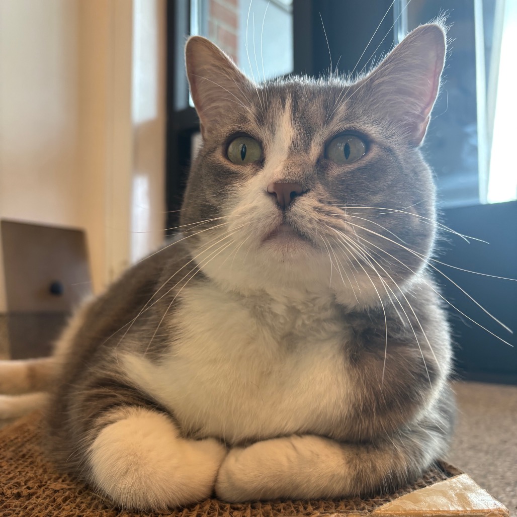 BASIL - Domestic Shorthair available for adoption