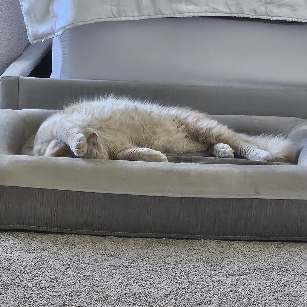 GOUDA - Domestic Medium Hair available for adoption