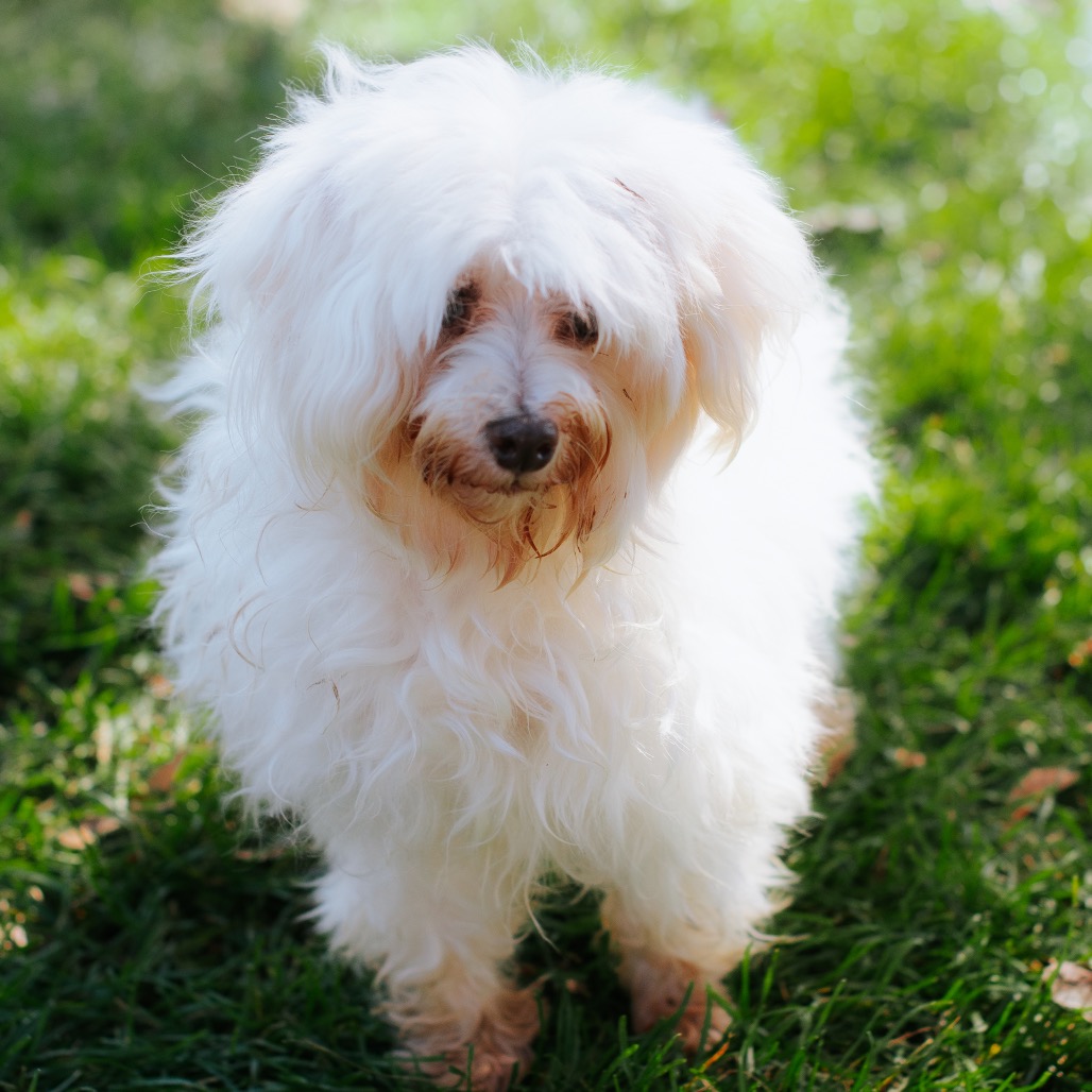Maltese