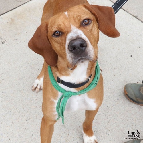 BAYOU - Coonhound, Redbone / Coonhound available for adoption