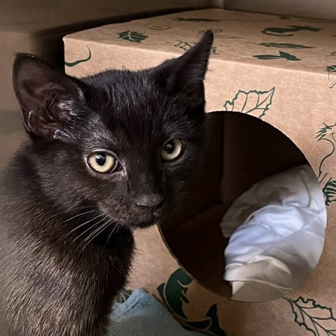 NANTUCKET [GREY COLLAR] - Domestic Shorthair available for adoption