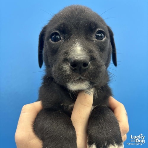 PIGGY - Mixed Breed (Small) available for adoption