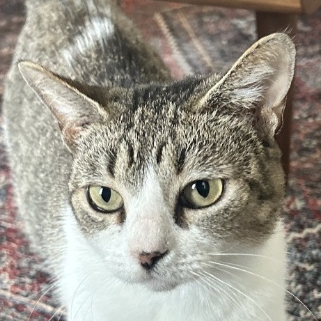 Stracciatella — thumbnail 11