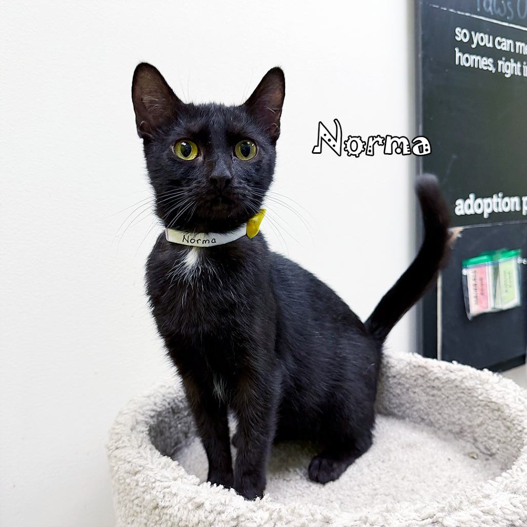 Norma, an adoptable cat