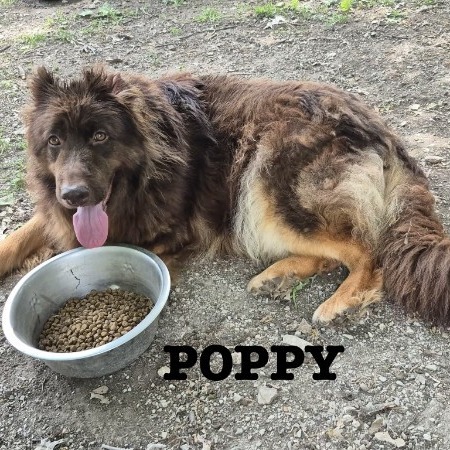 Koda 5/09/2026 (Poppy), photo 2