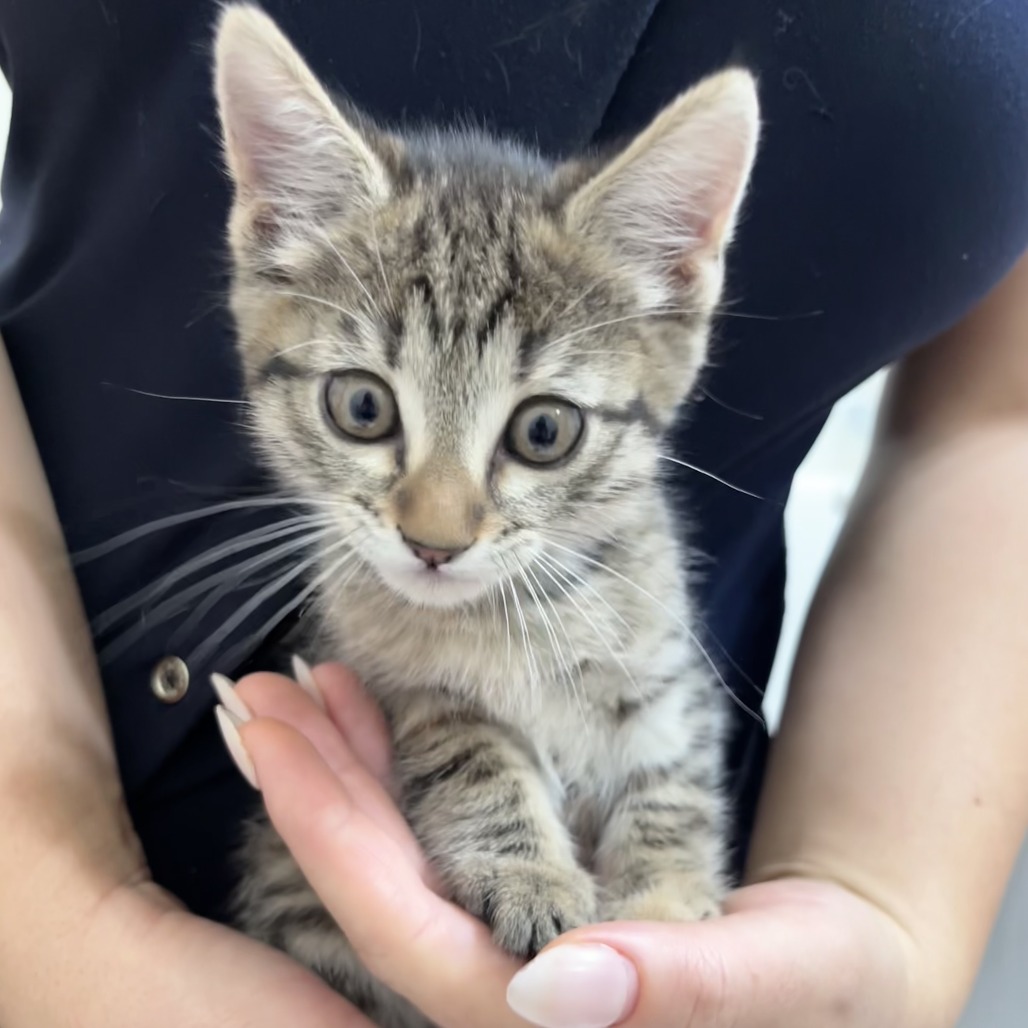Vera: Female 2 Domestic Shorthair
