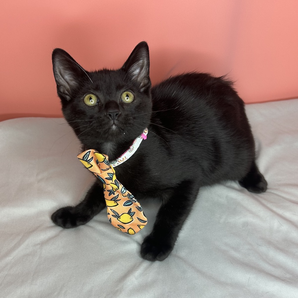 AMARO - Domestic Shorthair available for adoption