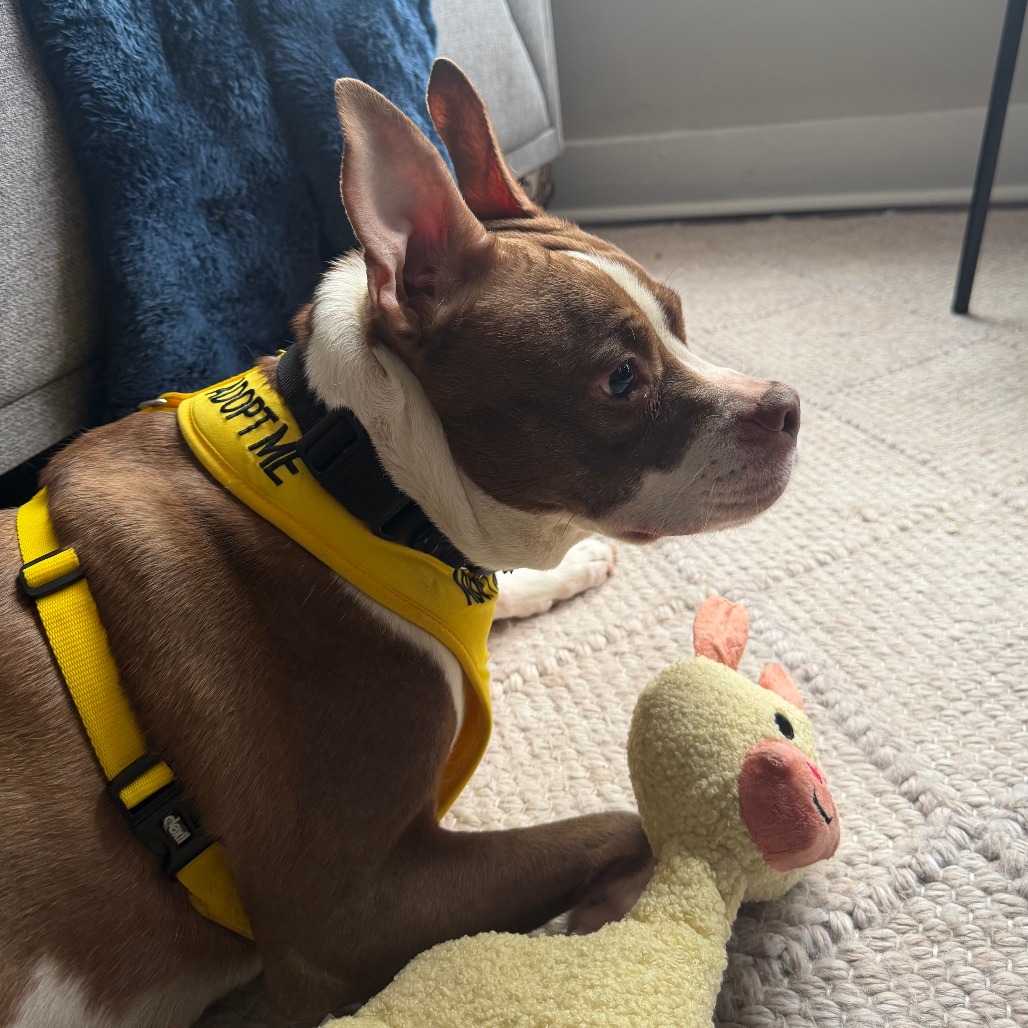 Hershey — thumbnail 4