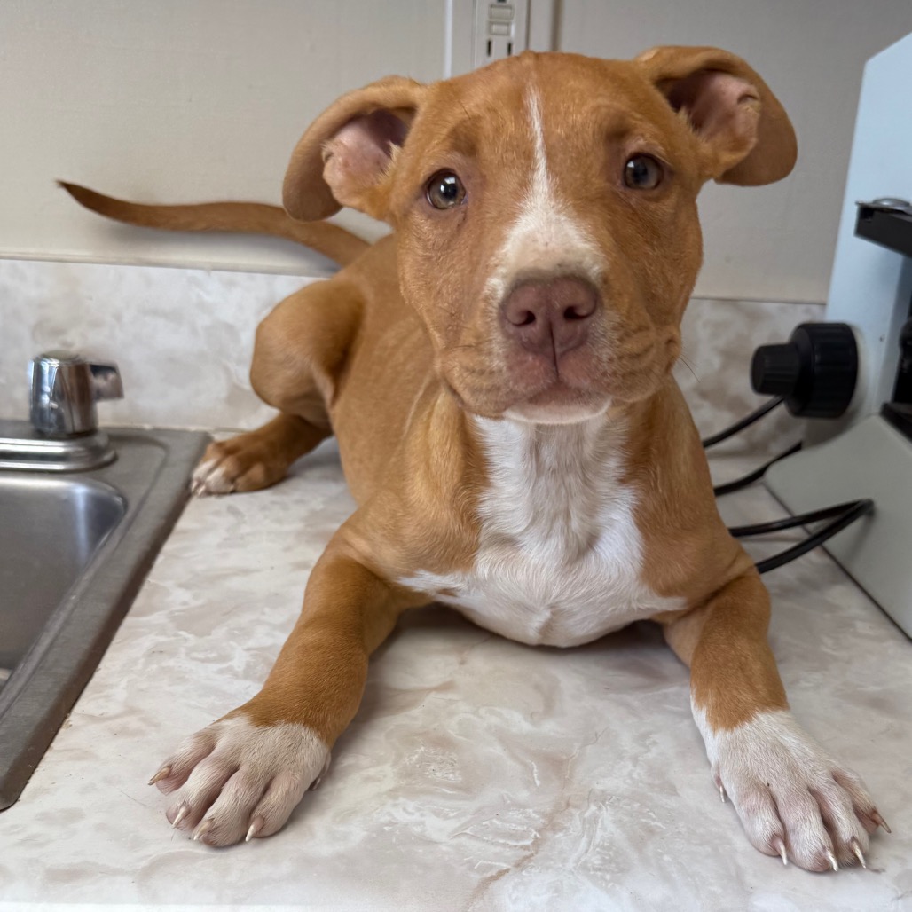 Tusc Stray 83736 2 3 4