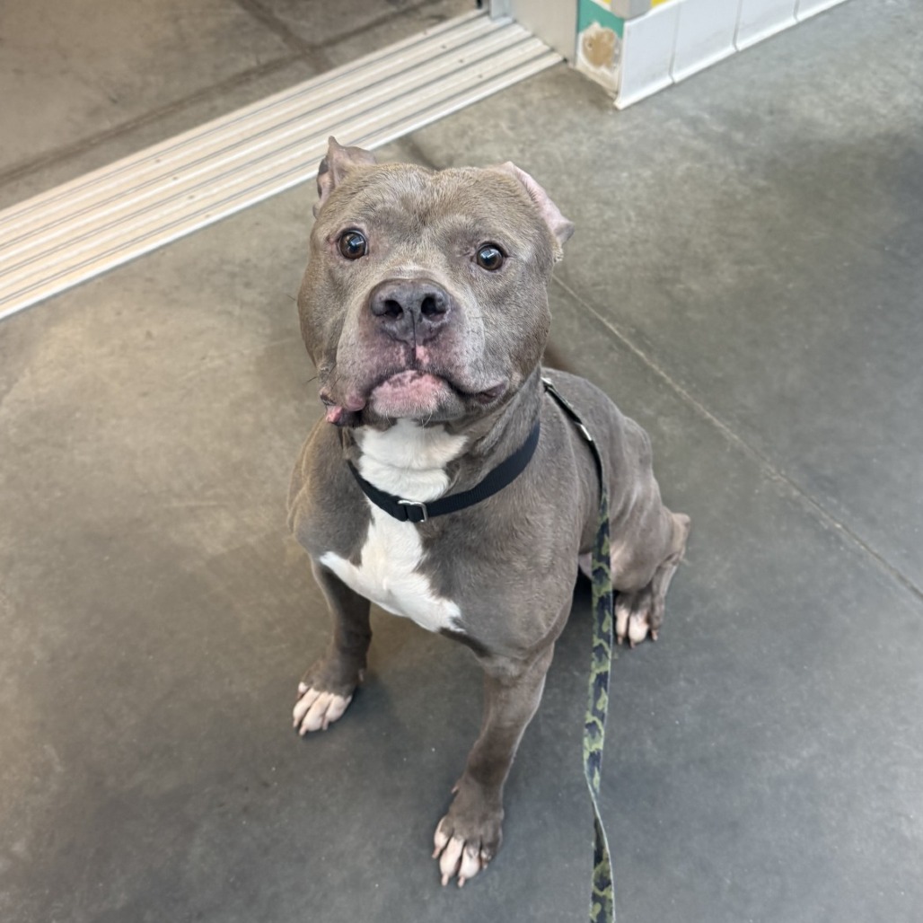 Photo of Blueberry Jam 7