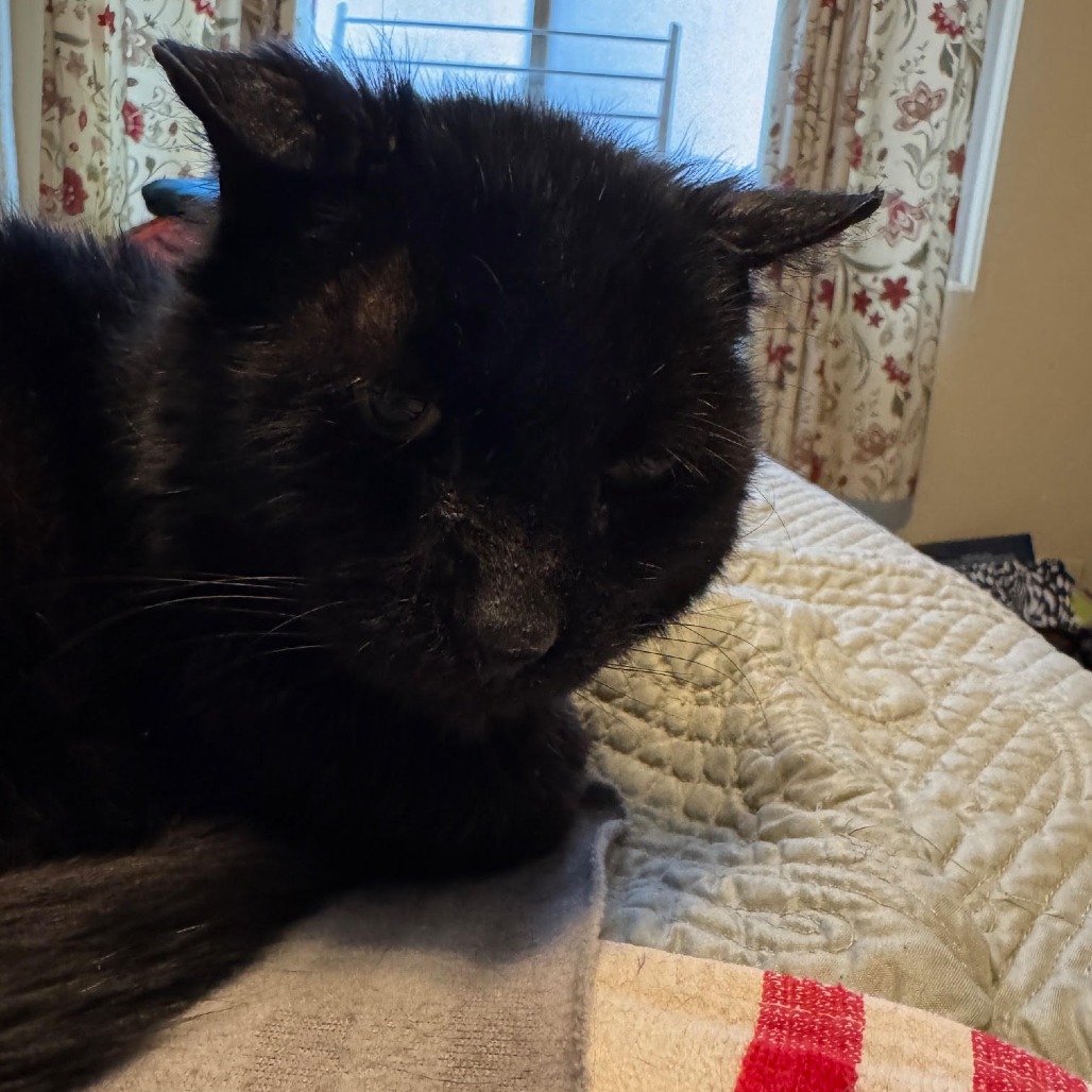 Hadley — thumbnail 5