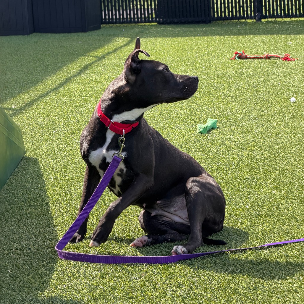 Photo of Witch Hazel 5