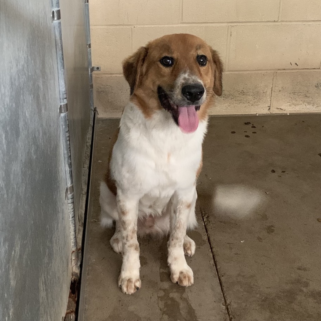KRISPIN - Shepherd available for adoption