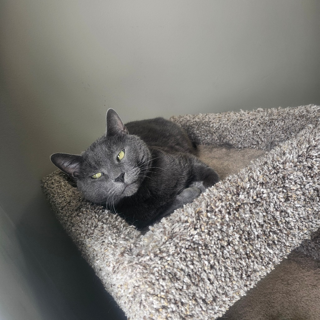 Bronson — thumbnail 4